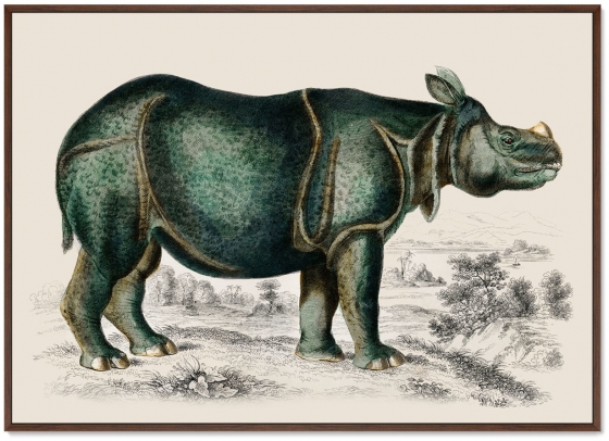 Постер Rhinoceros 105X75 CM 1