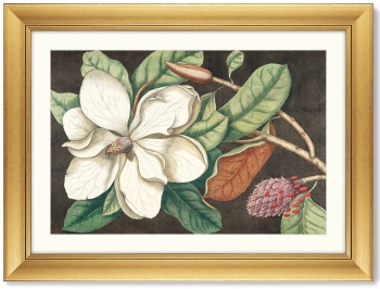Постер Beauty bloom №1 81X61 CM