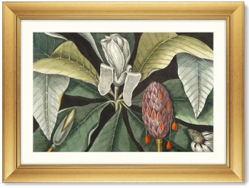 Постер Beauty bloom 81X61 CM