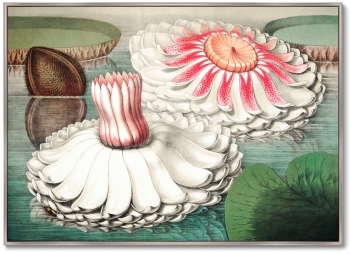 Постер Water lily during bloom 105X75 CM