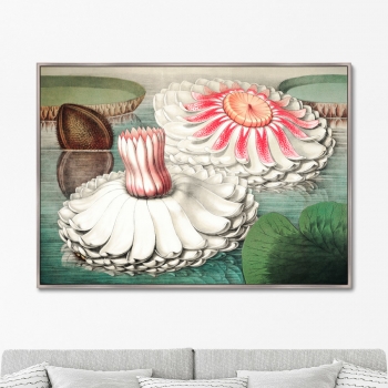 Постер Water lily during bloom 105X75 CM