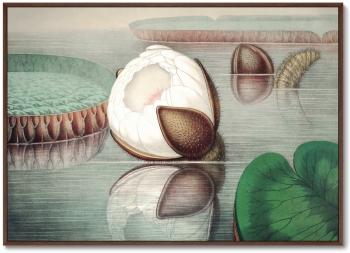 Постер Form of a gigantic water lily 105X75 CM