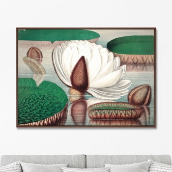 Постер Opening of a gigantic water lily 105X75 CM