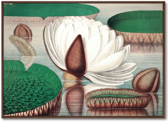 Постер Opening of a gigantic water lily 105X75 CM 1