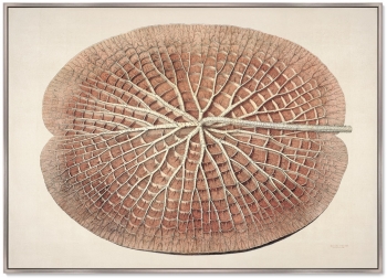 Постер Leaf of a gigantic water lily 105X75 CM