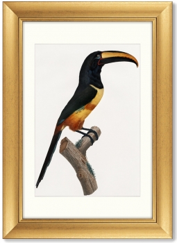 Диптих Beautiful toucans 51X71 / 51X71 CM