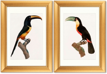 Диптих Beautiful toucans 51X71 / 51X71 CM