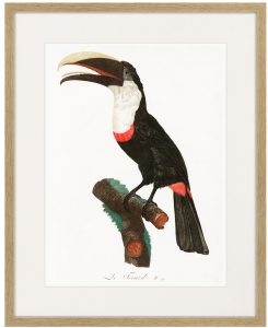 Beautiful toucans №2 1806 г. 42X52 CM