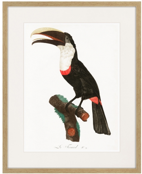 Beautiful toucans №2 1806 г. 42X52 CM 1