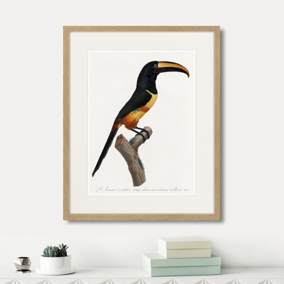 Beautiful toucans №4 1806 г. 42X52 CM 2