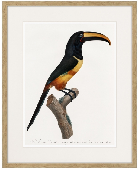 Beautiful toucans №4 1806 г. 42X52 CM 1