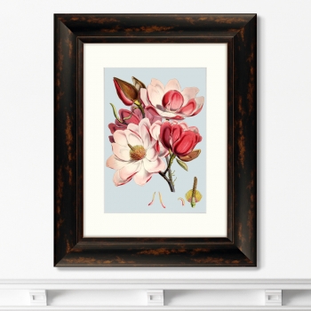 Постер Himalaya Plants Pink Flower 41X51 CM
