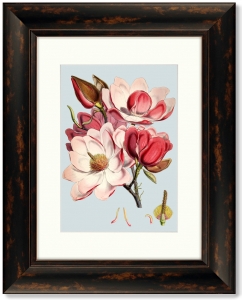 Постер Himalaya Plants Pink Flower 41X51 CM