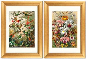 Диптих Art forms of nature 51X71 / 51X71 CM