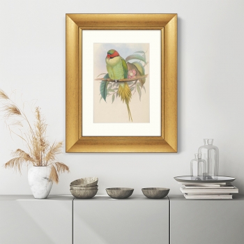 Постер Bonaparte's Parakeet 41X51 CM