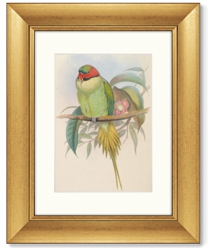 Постер Bonaparte's Parakeet 41X51 CM