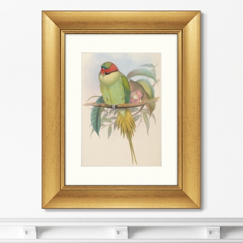 Постер Bonaparte's Parakeet 41X51 CM