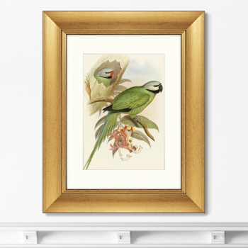 Постер Love parrots 41X51 CM