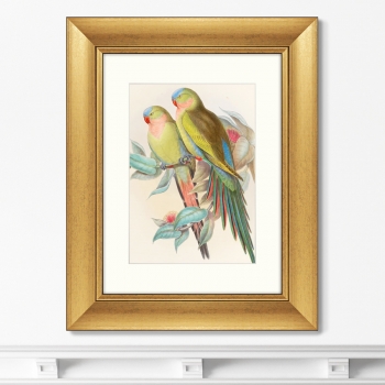 Постер Love parrots 41X51 CM