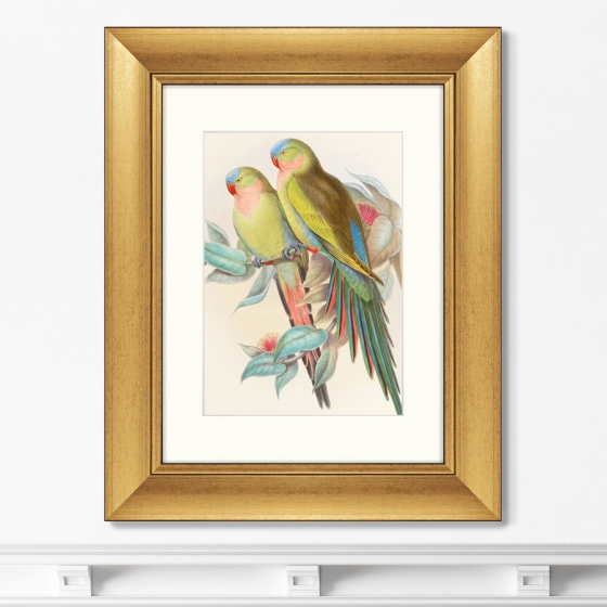 Постер Love parrots 41X51 CM 2
