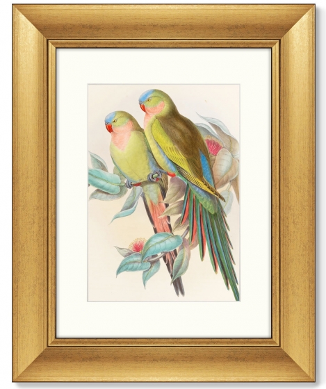 Постер Love parrots 41X51 CM 1