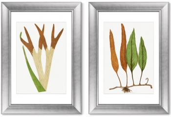 Диптих Platycerium Alcicorne 51X71 / 51X71 CM