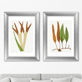 Диптих Platycerium Alcicorne 51X71 / 51X71 CM