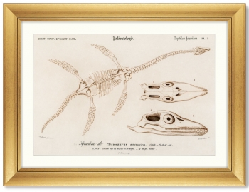 Постер Plesiosaurus 81X61 CM 