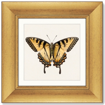 Диптих Two butterflies 36X36 / 36X36 CM