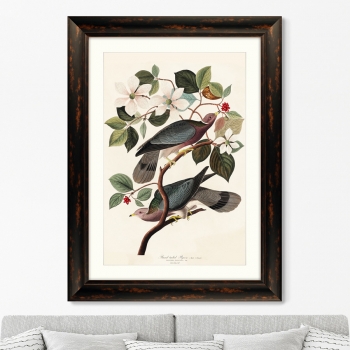 Постер Band-tailed Pigeon 81X61 CM