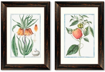 Диптих Flore pulchre rubente 51X71 / 51X71 CM