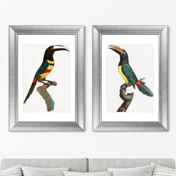 Диптих Black-necked Aracari 51X71 / 51X71 CM