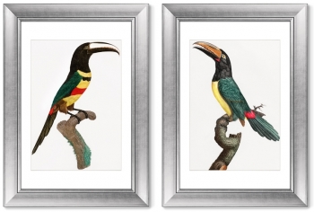 Диптих Black-necked Aracari 51X71 / 51X71 CM