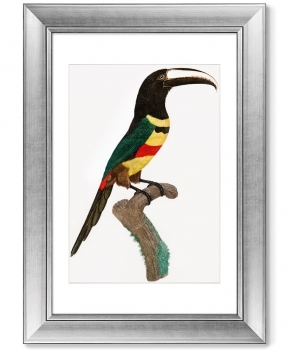 Диптих Black-necked Aracari 51X71 / 51X71 CM