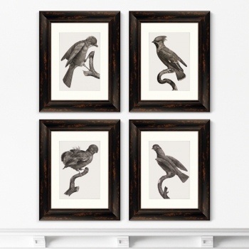 Набор из 4-х картин Guianan Cock-of-the-rock 41X51 / 41X51 / 41X51 / 41X51 CM