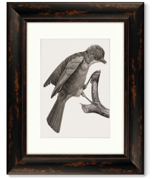 Набор из 4-х картин Guianan Cock-of-the-rock 41X51 / 41X51 / 41X51 / 41X51 CM