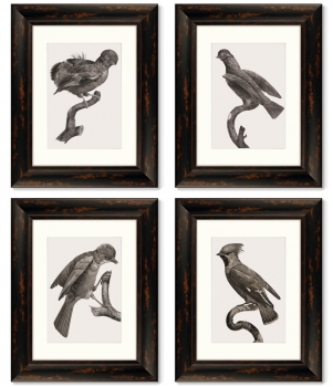 Набор из 4-х картин Guianan Cock-of-the-rock 41X51 / 41X51 / 41X51 / 41X51 CM