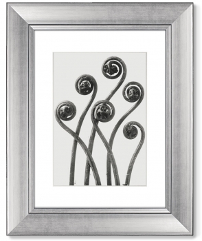 Диптих Compass Plant 41X51 / 41X51 CM