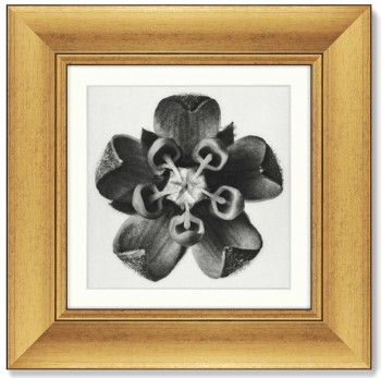Набор постеров Lime Mallow 36X36 / 36X36 / 36X36 / 36X36 CM