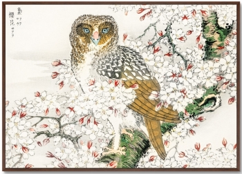 Постер Short eared Owl and Cherry Flower 105X75 CM