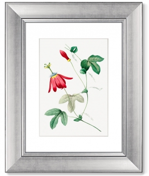 Диптих Antique plants drawn 41X51 / 41X51 CM