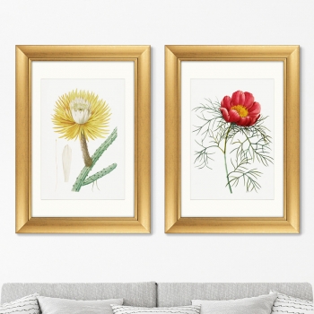 Диптих Antique plants drawn 51X71 / 51X71 CM