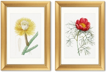 Диптих Antique plants drawn 51X71 / 51X71 CM