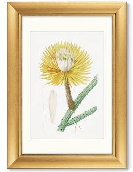 Диптих Antique plants drawn 51X71 / 51X71 CM