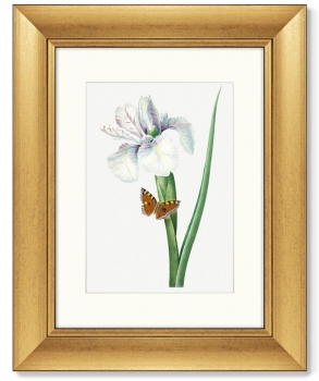 Диптих Antique plants drawn 41X51 / 41X51 CM