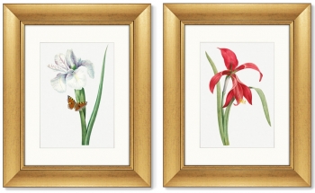 Диптих Antique plants drawn 41X51 / 41X51 CM