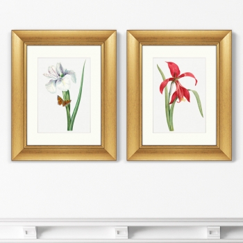 Диптих Antique plants drawn 41X51 / 41X51 CM