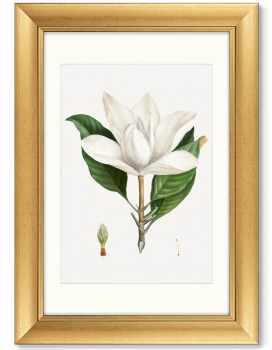 Диптих Antique plants drawn 51X71 / 51X71 CM