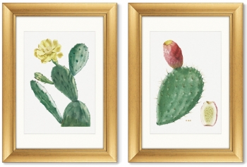 Диптих Cactus Opuntia Inermis 51X71 / 51X71 CM