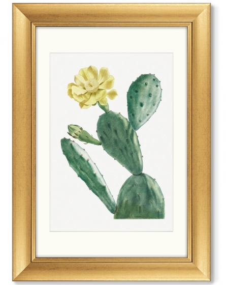 Диптих Cactus Opuntia Inermis 51X71 / 51X71 CM 3